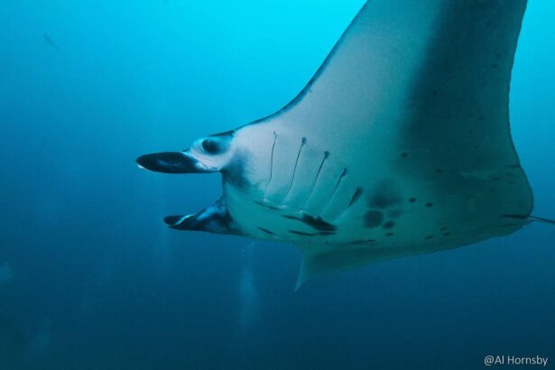 Close-up of a manta ray's underside and gill slits as it swims past the camera