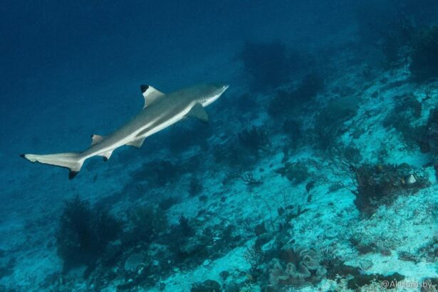 Whitetip reef shark swimming over a sandy sloping reef