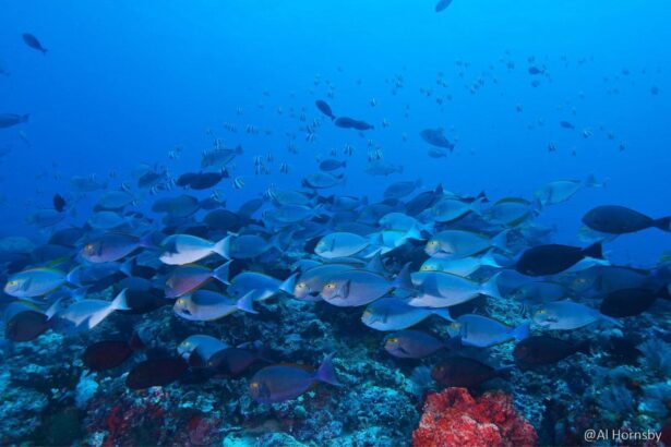 Large school of surgeonfish swimming over a reef in blue water