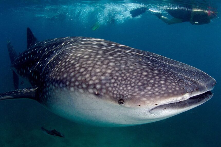 Whale shark swimming near the surface with snorkelers trailing above