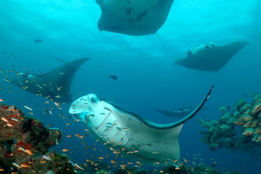 Group of manta rays feeding together in open blue water