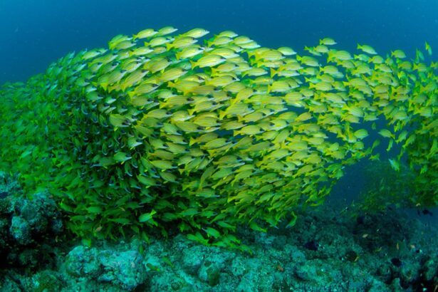 dense school of yellow snapper swimming over a Maldives reef