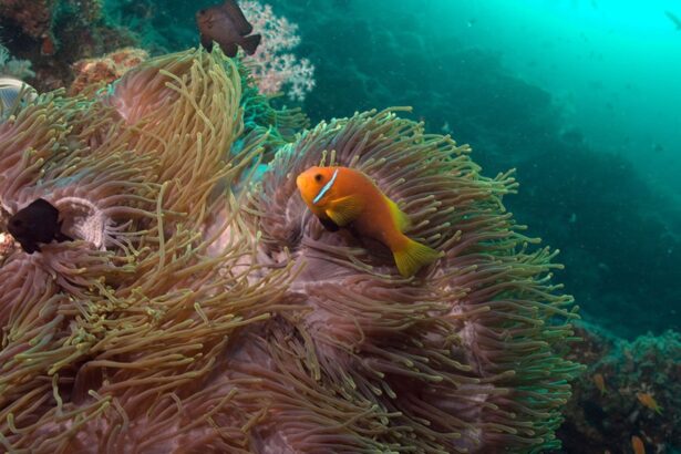 orange anemonefish sheltering in an anemone on a Maldives reef