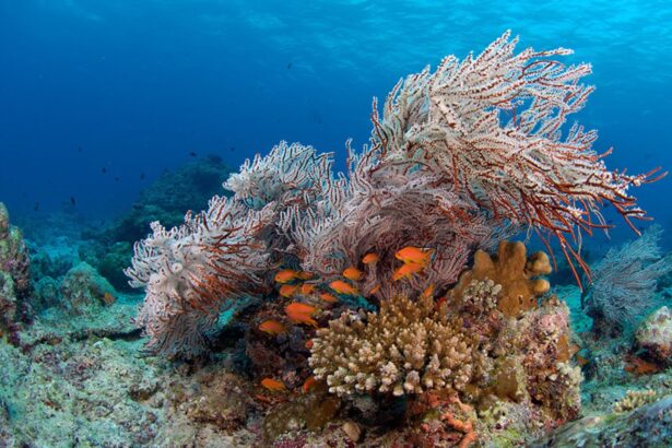 gorgonian sea fan with orange anthias fish on a Maldives reef
