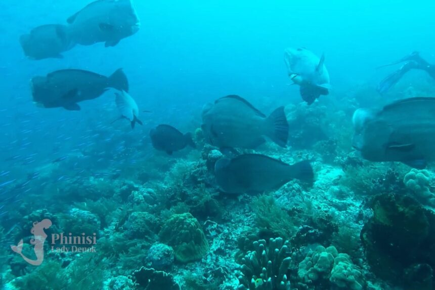 school of bumphead parrotfish grazing over a coral reef