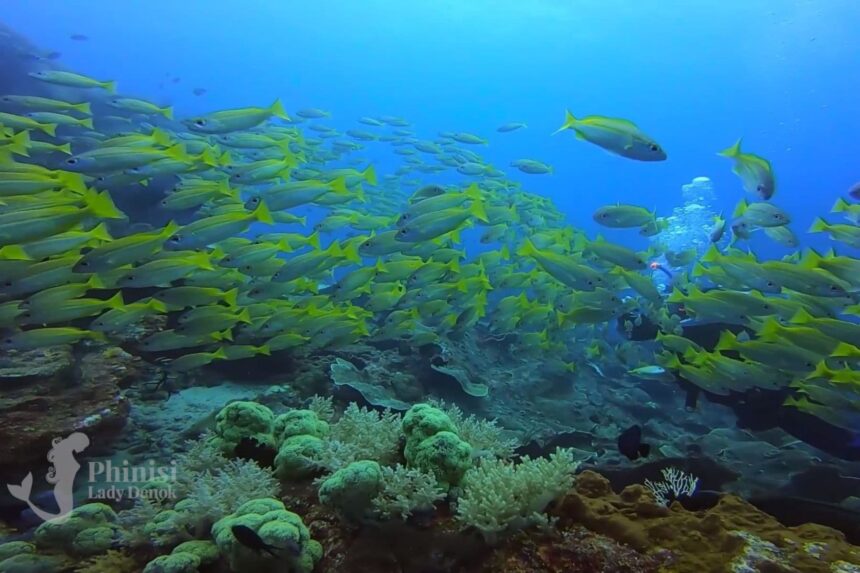 diver swimming beside a large school of yellow snapper