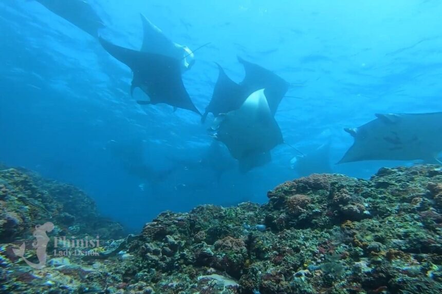 school of manta rays feeding above a reef in the Maldives