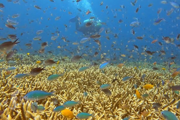 diver hovering above a reef packed with damselfish