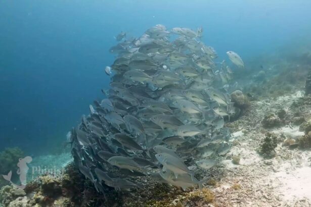 dense school of trevally schooling over a reef