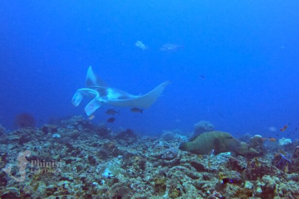 manta ray gliding over a reef with a large grouper below