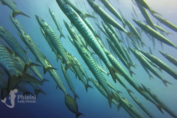 school of barracuda schooling in tight formation