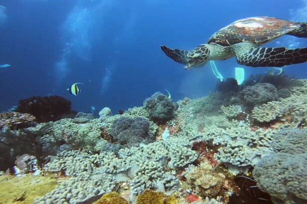 green sea turtle swimming past a diver over coral