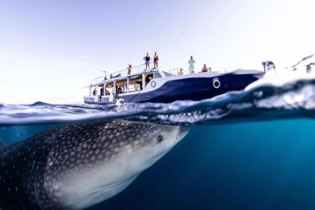 diver photographing a group of manta rays underwater