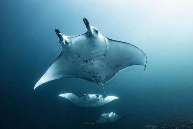 Manta rays gliding through blue water off Indonesia