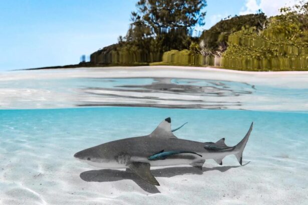 Blacktip reef shark swimming through shallow water near a tree-lined shore