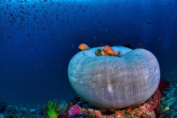 Pink anemonefish sheltering in a large anemone on a reef