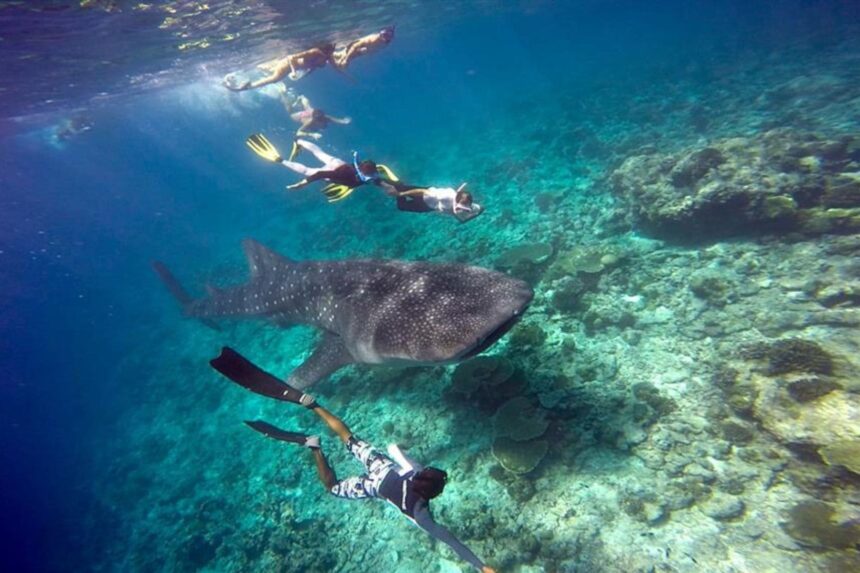 Snorkelers swimming alongside a whale shark near a coral reef
