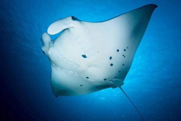 Manta ray gliding through blue water seen from below