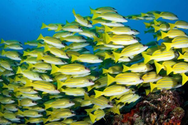 School of yellow and white striped snapper schooling above a Maldives reef