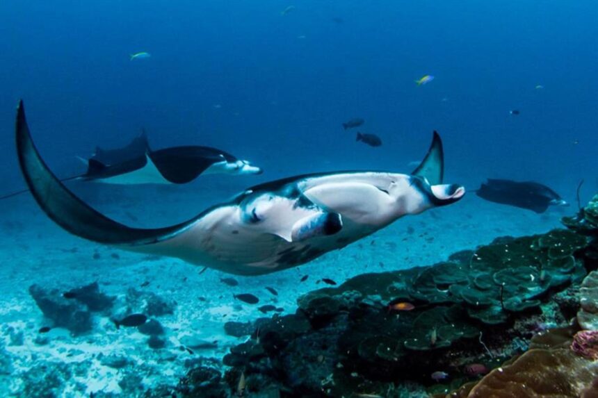 Two reef manta rays gliding over a coral reef in the Maldives