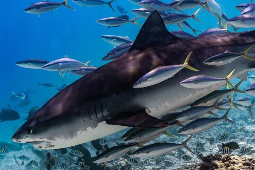 A shark swimming through a school of tuna in the Maldives
