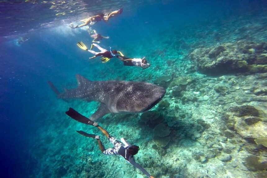 Snorkelers swim alongside a whale shark near a reef in the Maldives
