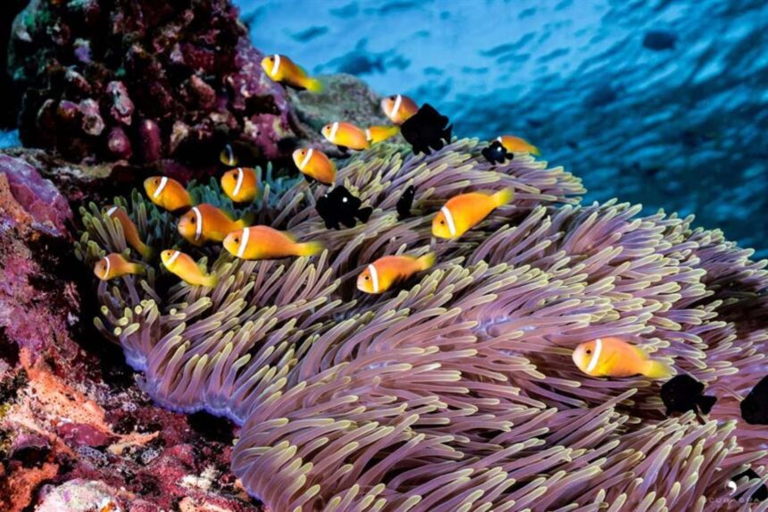 Anemonefish sheltering among the tentacles of a sea anemone on a reef