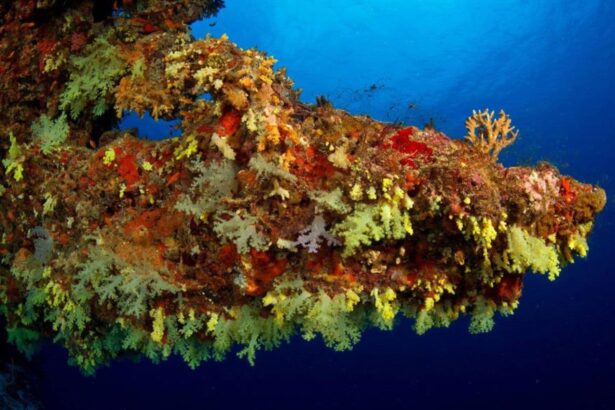 Coral and sponges encrusting a section of a sunken wreck in the Maldives