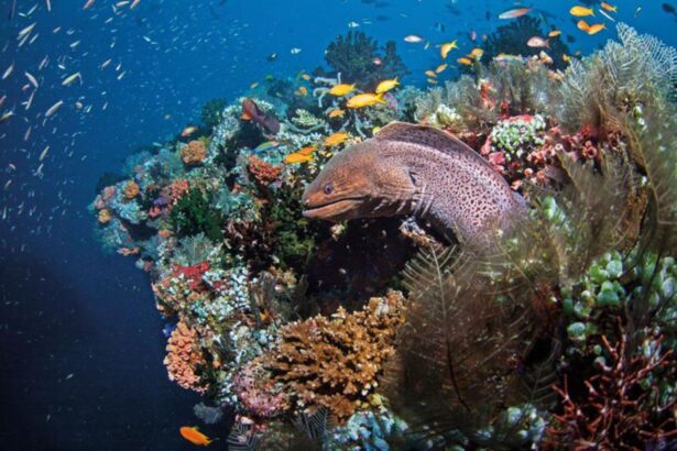 A moray eel poking out from a coral reef surrounded by reef fish