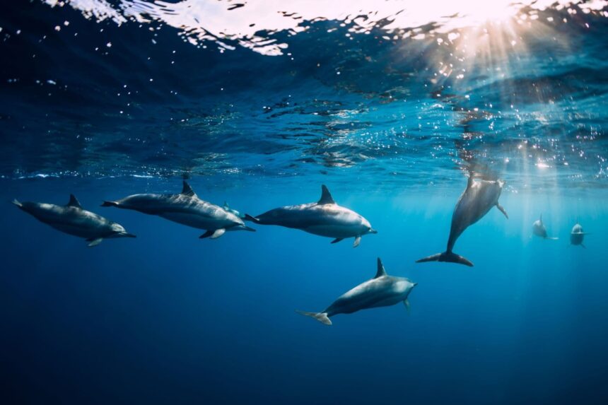 Spinner dolphins call Sha’ab Samadai home.