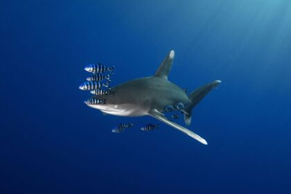 Oceanic whitetip shark trailed by striped pilot fish in open blue water off Egypt's Brothers Islands
