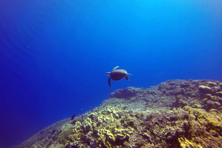 A green sea turtle swimming in open blue water above a reef
