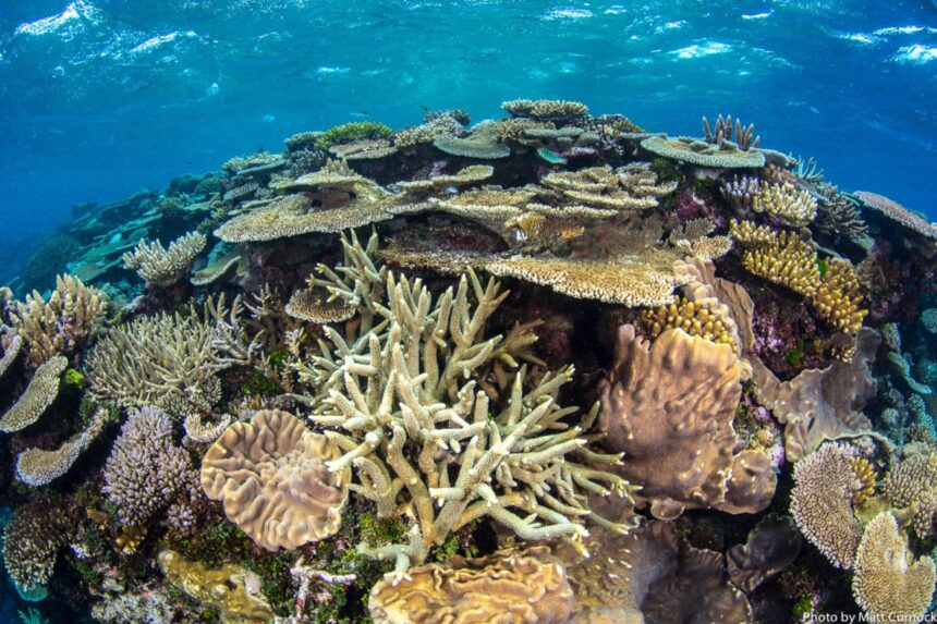 Wide view of a healthy coral reef with branching and plate corals
