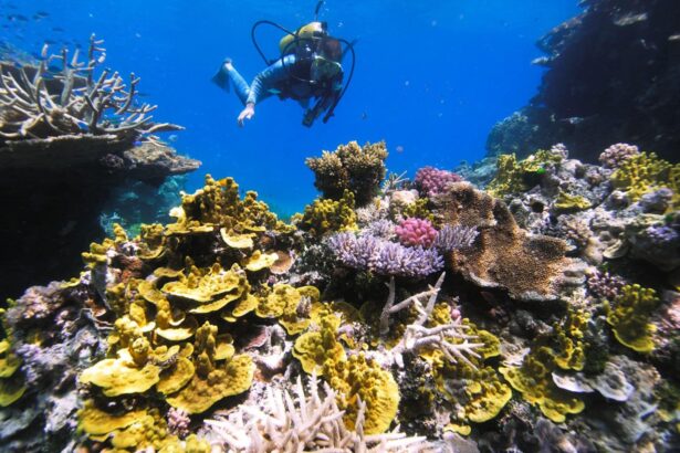 Diver swimming over a colorful coral reef on the Great Barrier Reef