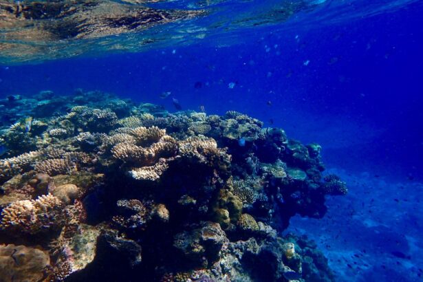 Coral reef formations near the surface with fish swimming above