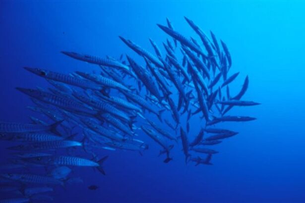 School of barracuda schooling in open blue water