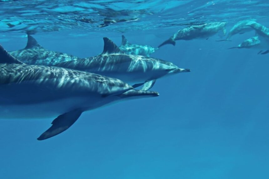 Pod of spinner dolphins swimming near the surface in the Red Sea