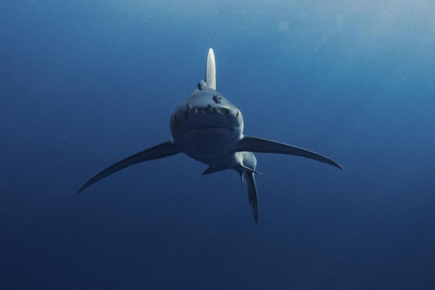 Oceanic whitetip shark swimming head on in blue water
