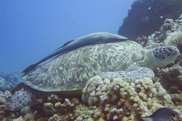 Green sea turtle resting on a coral reef with a remora attached to its shell