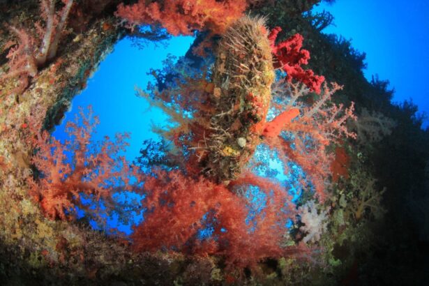 Vibrant soft corals framing an archway on a Red Sea reef