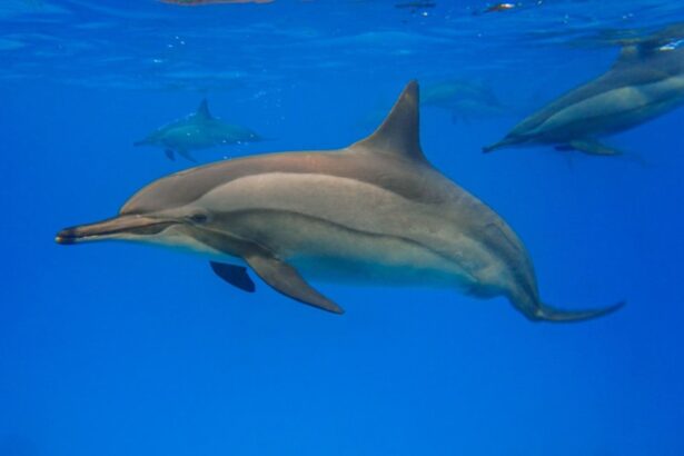 Spinner dolphins swimming together near the surface in the Red Sea
