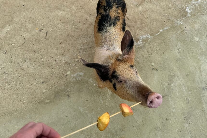 Hand feeding an apple to a swimming pig on a Grand Bahama beach