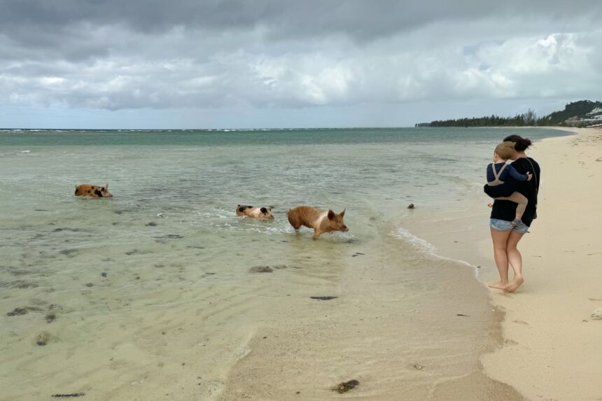Woman carrying a child on the beach as swimming pigs wade in the shallows
