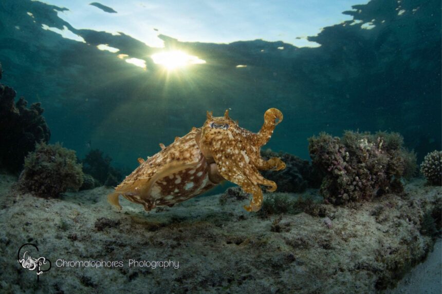 An octopus swimming over the reef at dusk with sunbeams filtering through the water