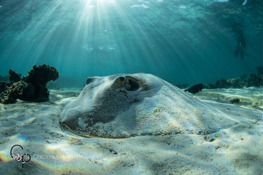 A stingray resting on the sandy seabed as snorkelers swim above in sunlit water