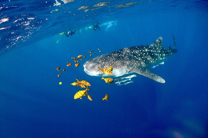 A whale shark trailed by a school of yellow fish near the surface