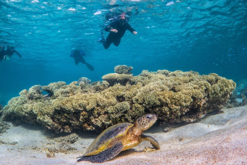 A green sea turtle resting near coral as snorkelers swim overhead