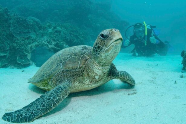 A green sea turtle swimming past a scuba diver near the reef