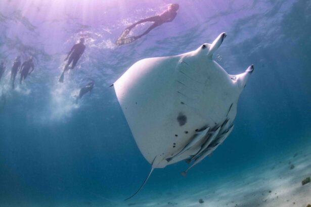 A manta ray gliding beneath snorkelers near the surface