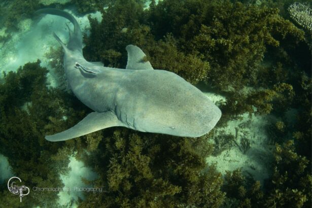 A shovelnose ray gliding over a seaweed-covered reef